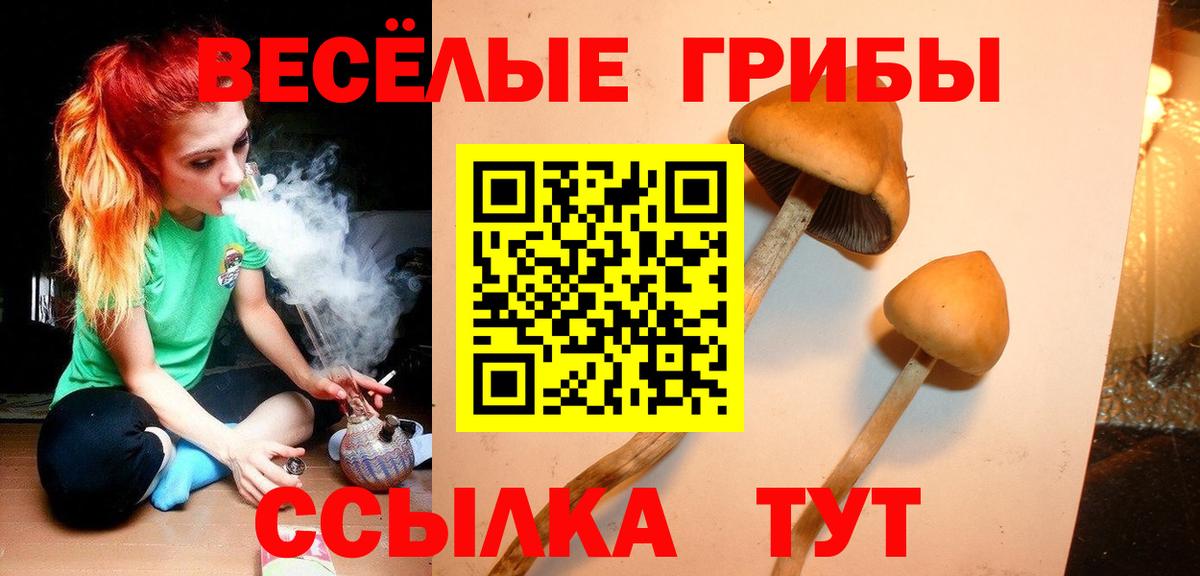 Галлюциногенные грибы Psilocybine cubensis Саров